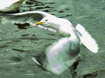 High angle view of seagull swimming in lake