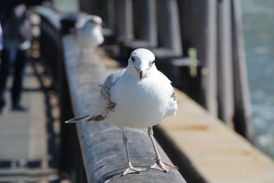 Close-up of seagull perching on railing at shore