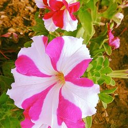 Close-up of pink flowers