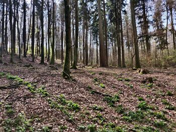 Trees growing in forest