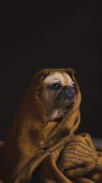 Portrait of dog sitting against black background