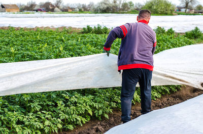 A farmer removes protective agricultural cover from a potato plantation. greenhouse effect