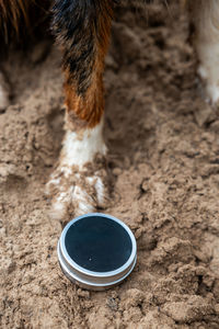 High angle view of dog