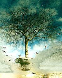 Reflection of trees in puddle