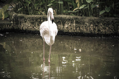 White swan in a lake