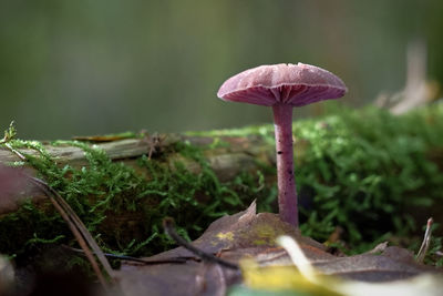 Close-up of mushroom growing on field