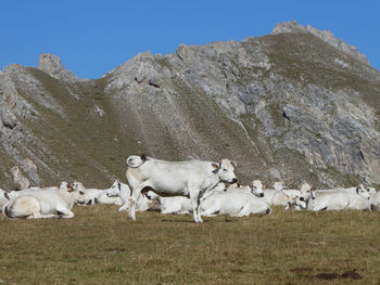 Resting herd of cows in the gardetta high plateau