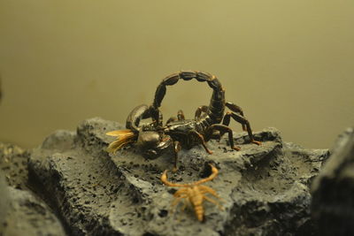 Close-up of scorpion eating insect