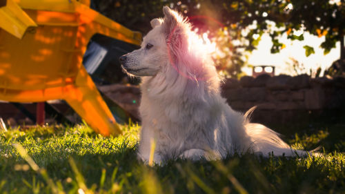 Dog looking away on field