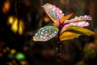 Close-up of wet leaves during autumn