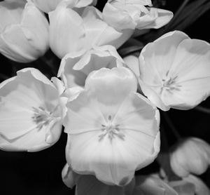 Close-up of flowers