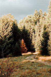 Pine trees on field against sky