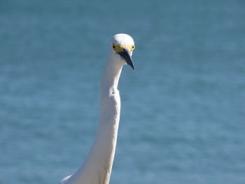 Portrait of snowy egret against sea