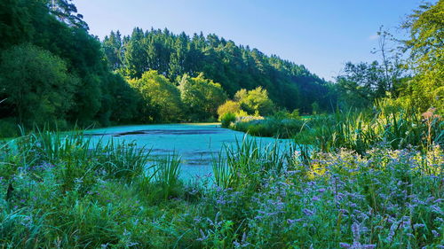 Scenic view of lake amidst trees in forest against sky