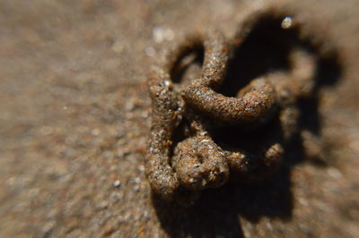 Extreme close up of wood