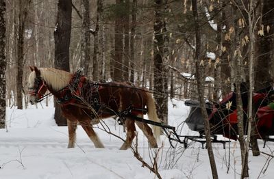 View of horse on snow covered land