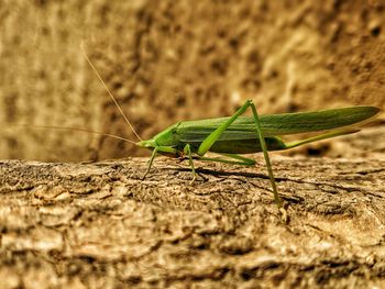 Close-up of insect on rock
