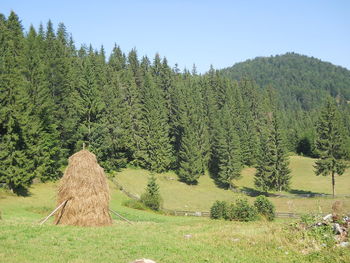 Scenic view of grassy field