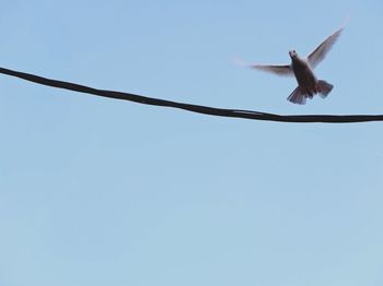 Low angle view of bird flying against clear sky