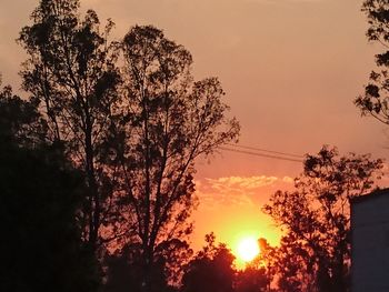 Low angle view of silhouette trees against sky during sunset