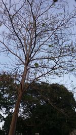 Low angle view of tree against sky