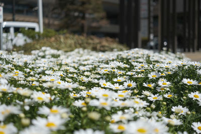 Close-up of flowering plants on snow covered land