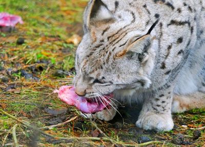 Close-up of a cat on field