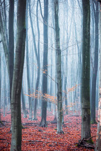 Trees in forest during autumn