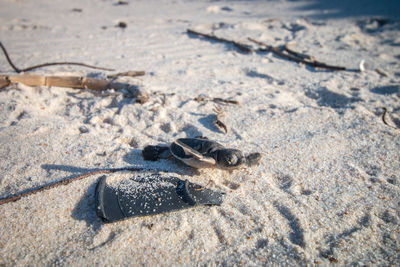 High angle view of crab on sand