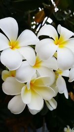Close-up of white flowers
