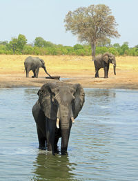 View of elephant standing in water