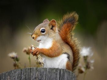 Squirrel on a tree