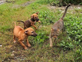 View of dogs on grassy field