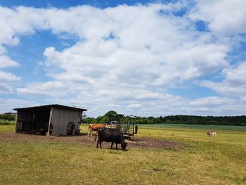 Horses in a field