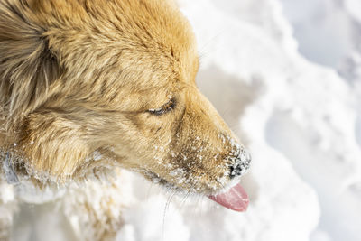 Cinnamon dog and blue eyes with a nose full of snow and his tongue stuck out
