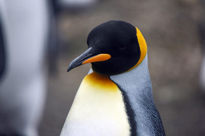 Close-up of penguin