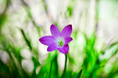 Close-up of pink flowering plant