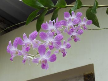 Close-up of purple flowering plant