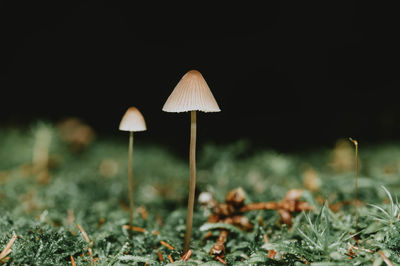 Close-up of mushroom growing on field