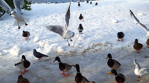 High angle view of swans on lake during winter