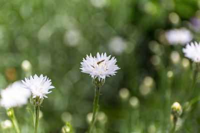 Close-up of white flowers blooming outdoors