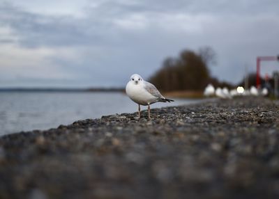 Seagull perching on a beach