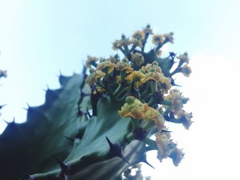 Close-up of fresh flowers against clear sky