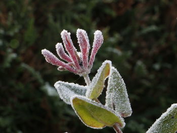 Close-up of pink flower