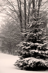 Snow covered trees in forest