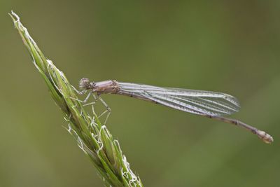 Close-up of dragonfly on plant