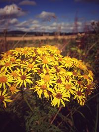 Close-up of yellow flower blooming in field