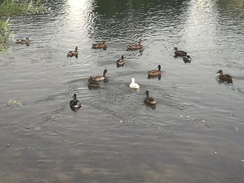 High angle view of ducks in lake