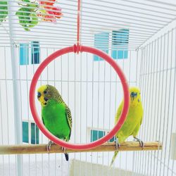 Close-up of parrot perching in cage