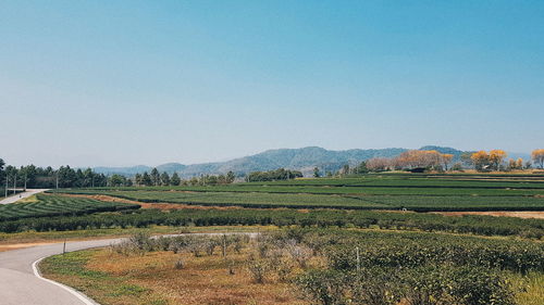 Scenic view of field against clear sky